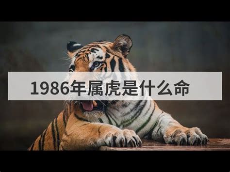 1986年屬虎|【1986年是什麼虎】1986年生肖虎運勢大揭密：今年「不一般。